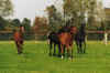 Femmeles en galop.jpg (156421 octets)