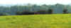 Juments loin avec for�t ap.jpg (70692 octets)