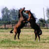 Stallions.jpg (162206 octets)